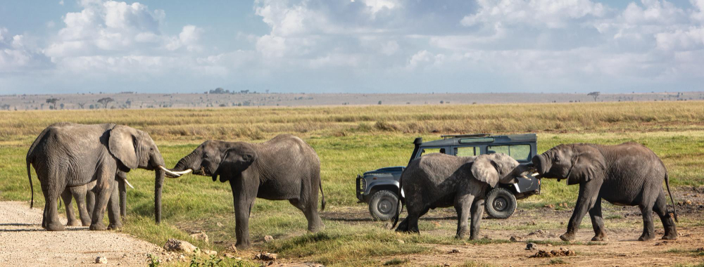 Track the great migration and spot the "Big Five" in one of the most famous wildlife reserves in the world.