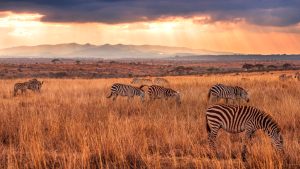 Spanning across South Africa and Mozambique, Kruger National Park is one of Africa's largest game reserves. Embark on a thrilling safari adventure and spot the "Big Five" - lions, leopards, elephants, rhinos, and buffalos. The park's diverse ecosystems and abundance of wildlife make it a must-visit destination for any nature lover.