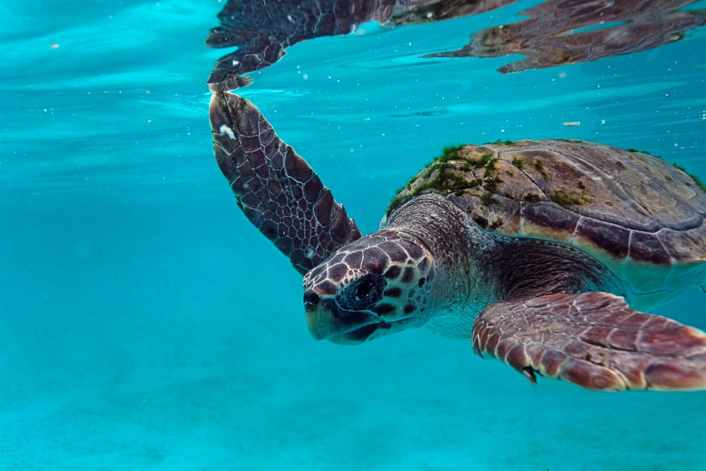 The Galapagos Islands in Ecuador are a living laboratory of evolution and natural wonders. Swim with sea turtles, snorkel alongside playful sea lions, and encounter unique species found nowhere else on Earth.