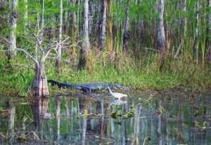 Everglades National Park in Florida is a unique and fragile ecosystem that is home to an incredible array of wildlife. Take a boat tour through the mangrove forests, spot alligators lurking in the marshes, and observe a diverse range of bird species. This subtropical wilderness provides a fascinating glimpse into the delicate balance of nature.