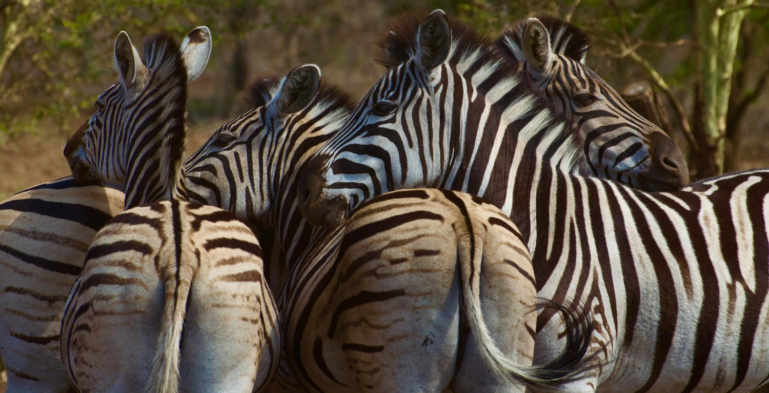 The Masai Mara National Reserve in Kenya is synonymous with Africa's iconic savannah landscapes and abundant wildlife. Witness the annual wildebeest migration, where hundreds of thousands of animals cross the Mara River in search of greener pastures. Capture the thrilling encounters between predators and prey as you explore this untamed wilderness.